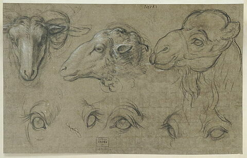 Etudes de deux têtes de brebis, une étude de tête de chameau et cinq..., image 2/3