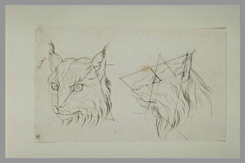 Deux têtes de loup-cervier, image 2/2