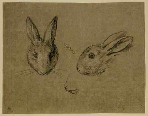Deux têtes de lapin, l'une de face et l'autre de profil