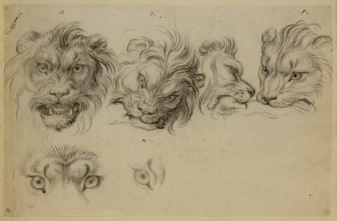 Quatre têtes de lions et études d'yeux de lion