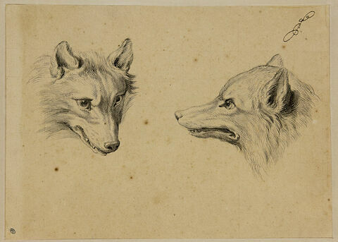 Deux têtes de loup, l'une de profil et l'autre de trois quarts, image 1/2