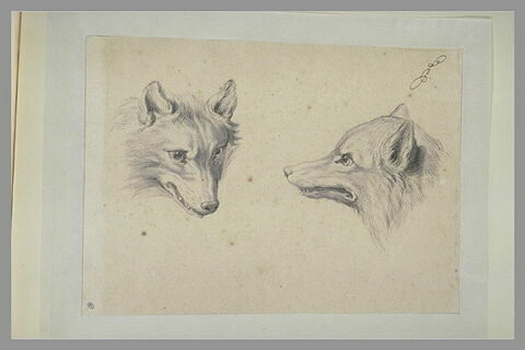 Deux têtes de loup, l'une de profil et l'autre de trois quarts, image 2/2