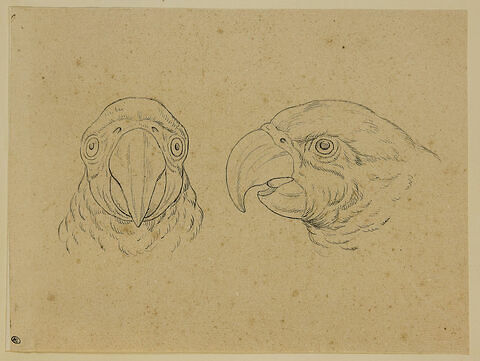 Deux têtes de perroquet, l'une de face, l'autre de profil, image 1/2