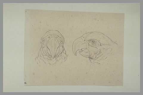 Deux têtes de perroquet, l'une de face, l'autre de profil, image 2/2