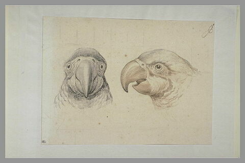 Deux têtes de perroquet, l'une de face, l'autre de profil, image 2/3