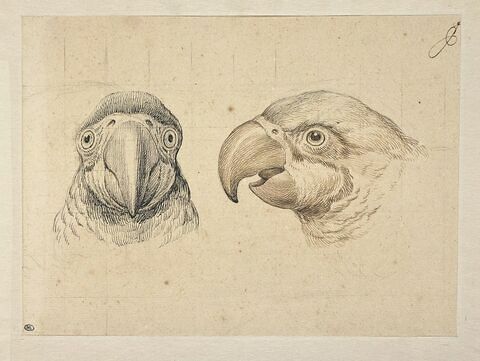 Deux têtes de perroquet, l'une de face, l'autre de profil, image 3/3