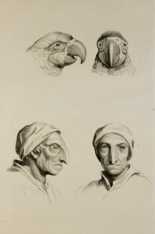 Deux têtes de perroquet. Deux têtes d'homme ressemblant au perroquet., image 1/2