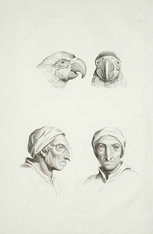 Deux têtes de perroquet. Deux têtes d'homme ressemblant au perroquet., image 2/2
