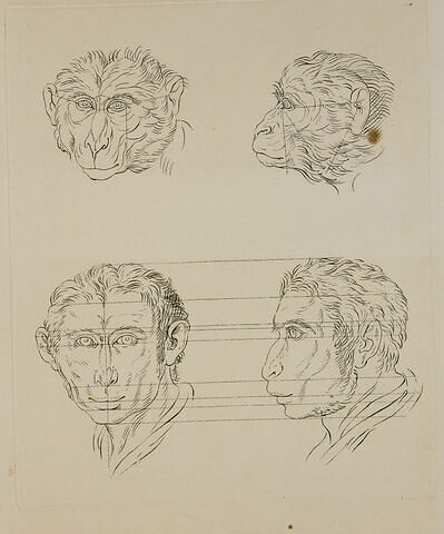 Deux têtes de singes. Deux têtes d'homme en relation avec le singe.