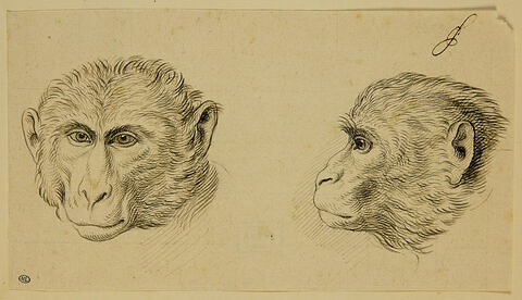 Deux têtes de singe, l'une de profil et l'autre de face