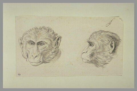 Deux têtes de singe, l'une de profil et l'autre de face, image 2/3