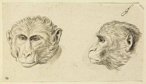 Deux têtes de singe, l'une de profil et l'autre de face, image 3/3