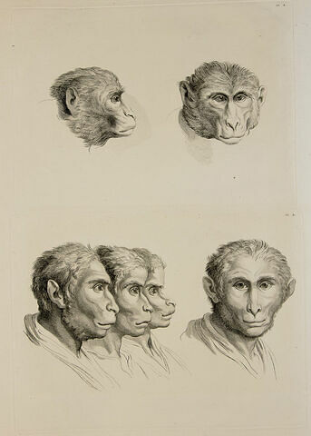 Deux têtes de singes. Quatre têtes d'hommes en relation avec le singe.