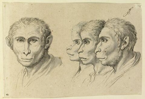 Quatre têtes d'hommes en relation avec le singe, image 3/3
