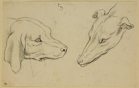 Deux têtes de chiens de races différentes, de profil