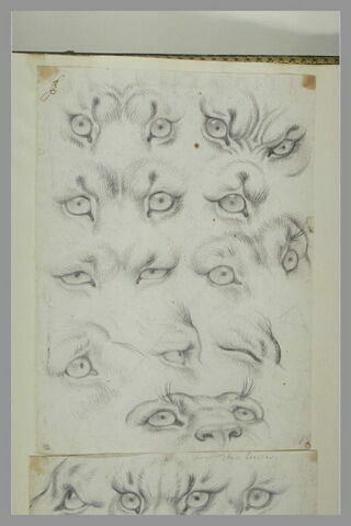 Etudes d'yeux et de sourcils du tigre et du loup-cervier, image 2/2