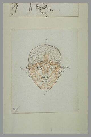 Etude du système nerveux de la tête de l'homme, image 2/3