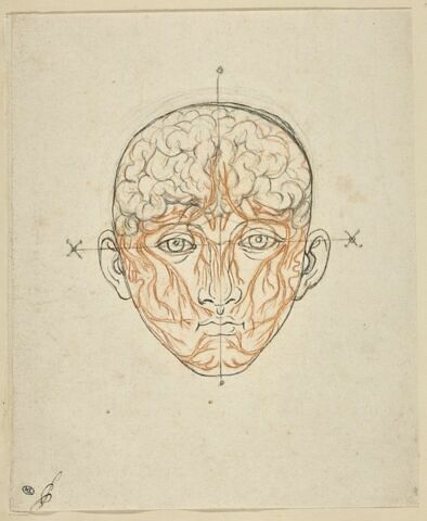 Etude du système nerveux de la tête de l'homme, image 3/3