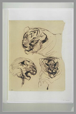 Trois études de tête de tigre