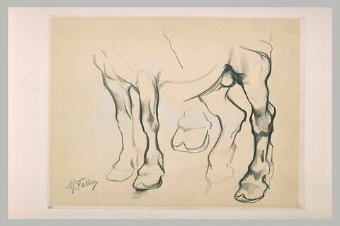 Etude des jambes d'un cheval de trait