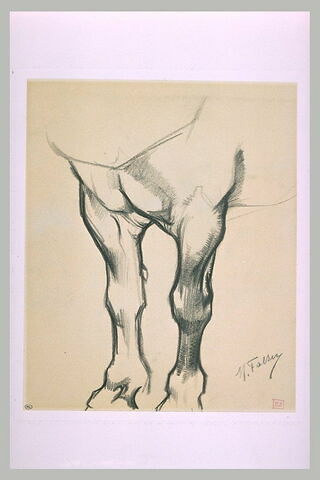Etude des jambes avant d'un cheval au repos