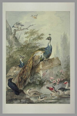Deux paons, des canards, un corbeau et deux autres oiseaux, image 1/1