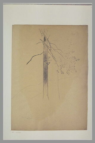 Tronc d'arbre : Basse-Pyrénée, image 1/1