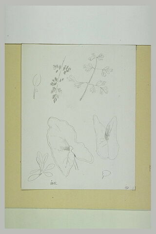 Feuillages et deux feuilles d'arum, image 1/1