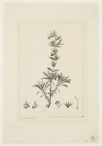 Une plante du jardin de La Malmaison : Stachys ixodes (Labiées)