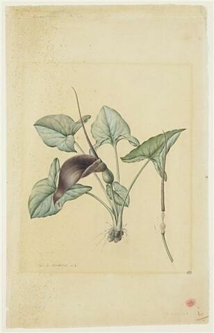 Une plante du jardin de La Malmaison : Typhonium divaricatum (Aracées)