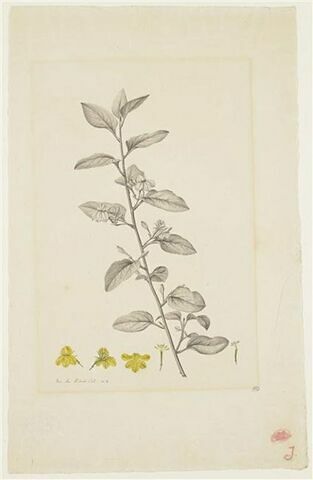 Une plante du jardin de La Malmaison : Goodenia ovata (Goodéniacées)