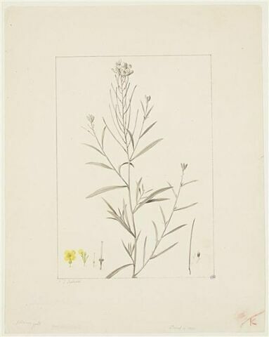 Une plante du jardin de La Malmaison : Erysimum helveticum (Crucifères), image 1/2