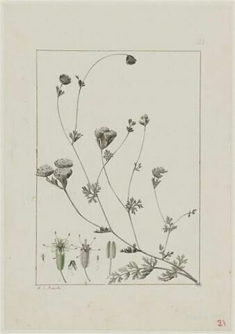 Une plante du jardin de Cels : Oliveria decumbens (Ombellifères)