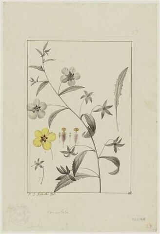 Une plante du jardin de Cels : Celsia lanceolata (Scrofulariacées)