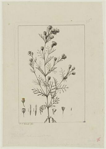 Une plante du jardin de Cels : Tagetes papposa (Composées), image 1/2