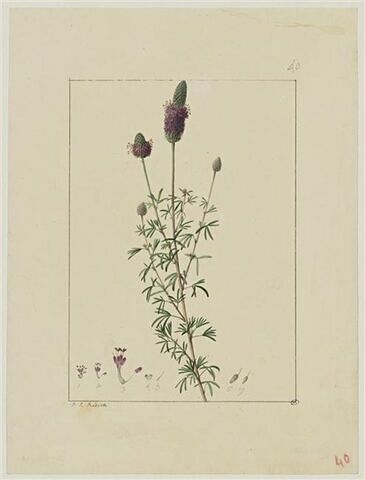 Une plante du jardin de Cels : Dalea purpurea (Légumineuses), image 1/2