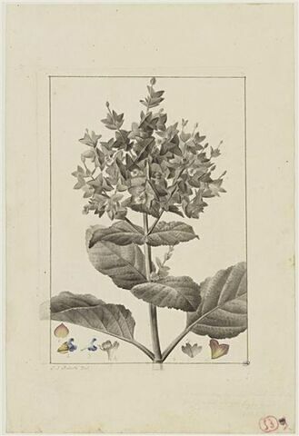 Une plante du jardin de Cels : Salvia compressa (Labiées)