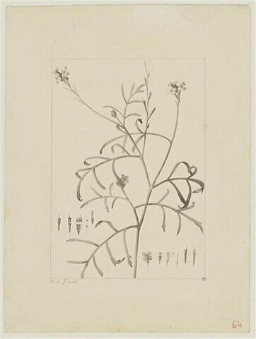 Une plante du jardin de Cels : Erucaria aleppica (Crucifères), image 1/2