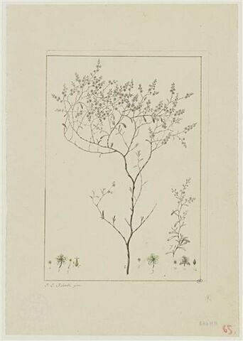 Une plante du jardin de Cels : Polygonum polygamum (Polygonacées), image 1/2