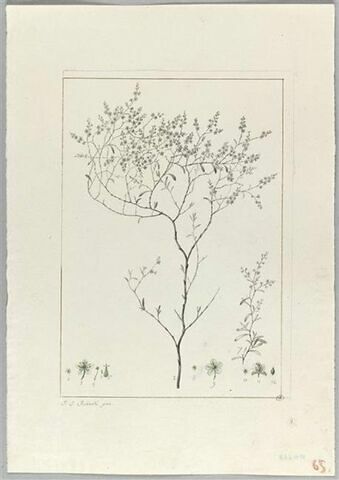 Une plante du jardin de Cels : Polygonum polygamum (Polygonacées), image 2/2