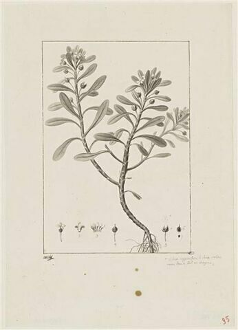 Une plante du jardin de Cels : Lubinia spathulata (Primulacées)