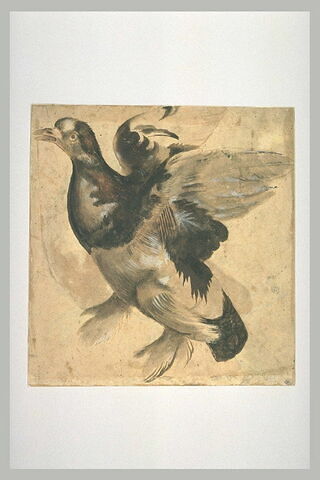 Etude de pigeon-paon volant vers la gauche, image 1/1