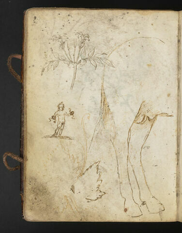 Rameau fleuri ; arrière-train d'un cheval ; Hercule enfant ; feuille et vrille de vigne