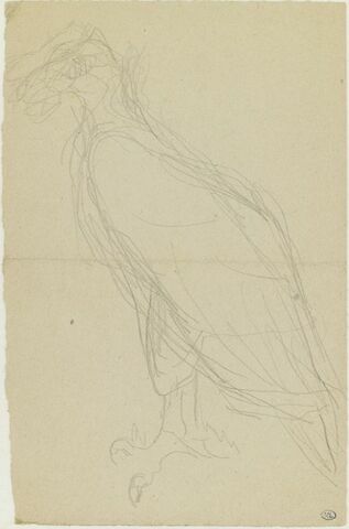 Condor, de profil à gauche, image 1/1