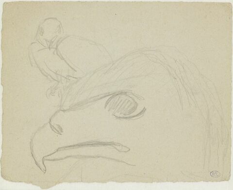 Tête de condor, de profil à gauche et croquis d'oiseau, image 1/1
