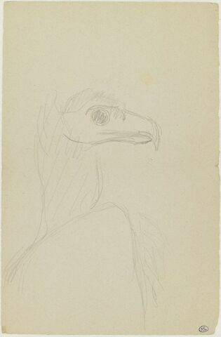 Tête de condor, de profil à droite, image 1/1