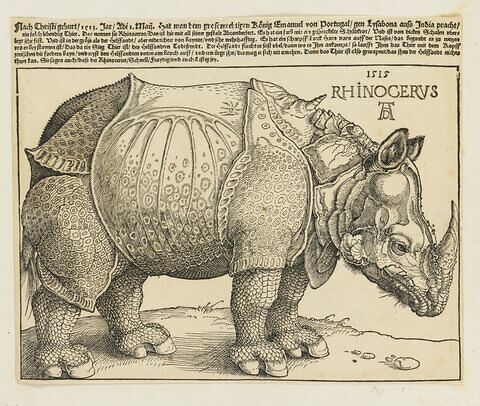 Rhinocéros, image 1/1