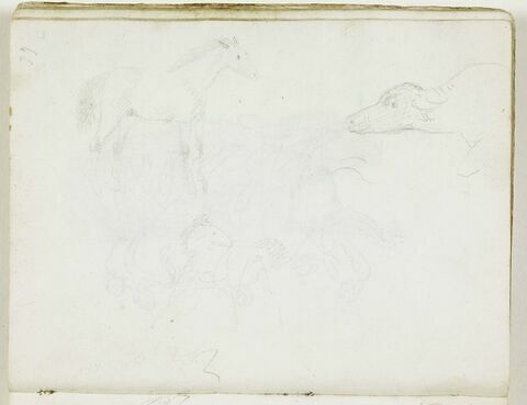 Deux esquisses de cheval, de trois quarts vers la droite, et une d'une tête de buffle, de profil vers la gauche