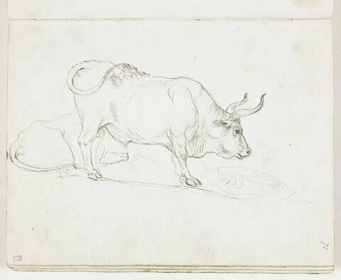 Deux taureaux, l'un allongé, l'autre debout, de profil vers la droite, image 1/1
