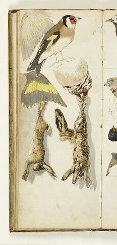 Etude d'un chardonneret et d'un lapin de garenne, image 1/1